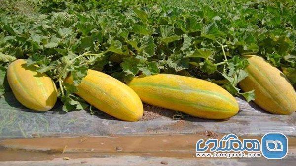 این افراد هرگز خربزه نخورند